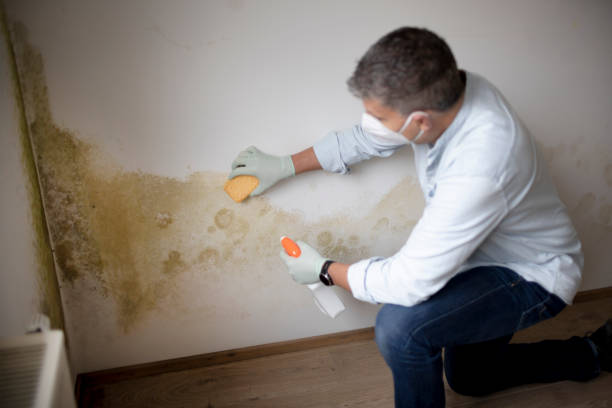  Hampton Beach, NH Mold Removal Pros